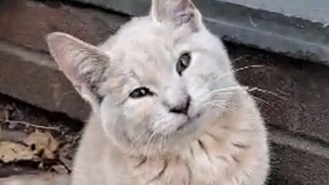 「生きる価値のない者なんていない」…ゴミ袋に捨てられていた下半身麻痺の子猫が幸せな家猫へ