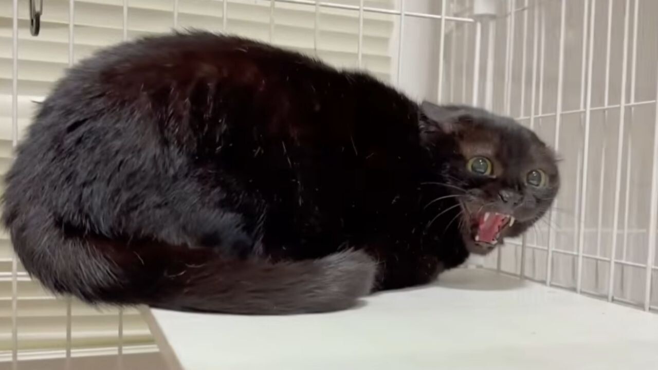 栄養失調で衰弱していた黒猫を保護→「死闘」のような”人馴れ訓練”と