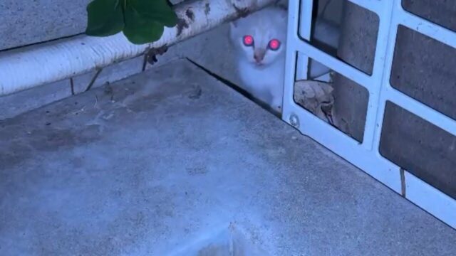 大鳴きする子猫を緊急保護！真夜中に奮闘した“3時間越えの保護記録”