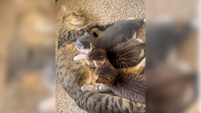 アパート近くで出会った野良猫が”寝室”で出産――母猫と3匹の子猫が見せた“命の奇跡”