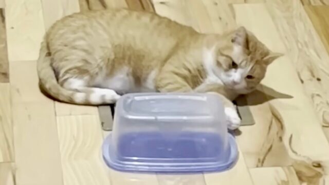子猫が見つけた大親友は…保存容器！？いつでも一緒の様子を見た飼い主さんからサプライズ！