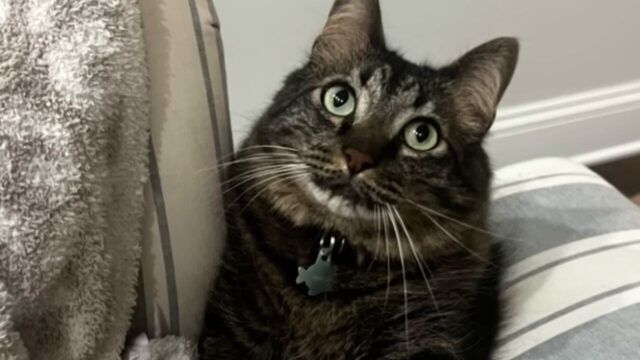 愛猫に悩みを打ち明ける日々――まるで”彼氏”のような愛猫との「相思相愛ライフ」が尊すぎる！