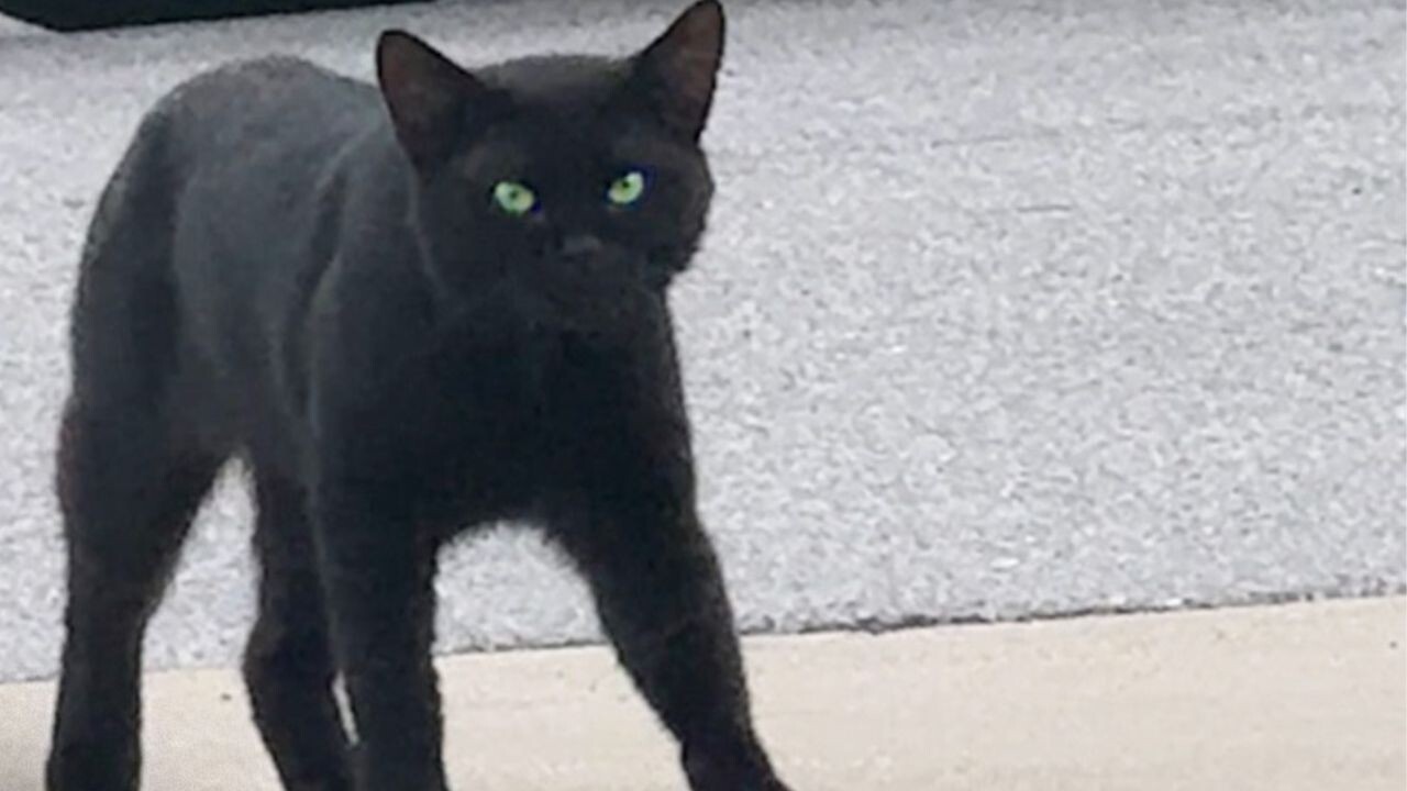 この人と生きよう――飼い主を“自分で選んだ”黒猫がくれた心温まる「奇跡