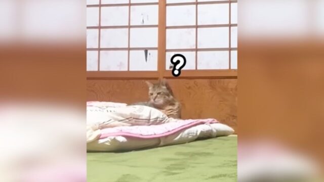 隣で寝ていたお母さんがいない…！甘えん坊の元野良猫がとった“まさかの行動”に胸キュン