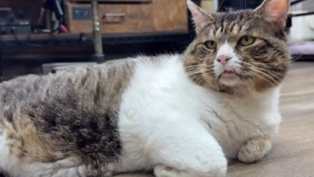 野良のボス猫を保護して2年間――人を信じて穏やかな家猫ライフを送る“今”に感動！