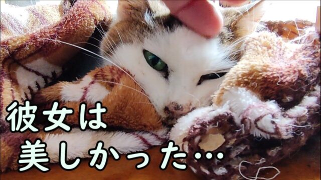 孤高の野良猫が最期に見せた“優しい瞳”――余命宣告から2年生きた“奇跡の女ボス猫”