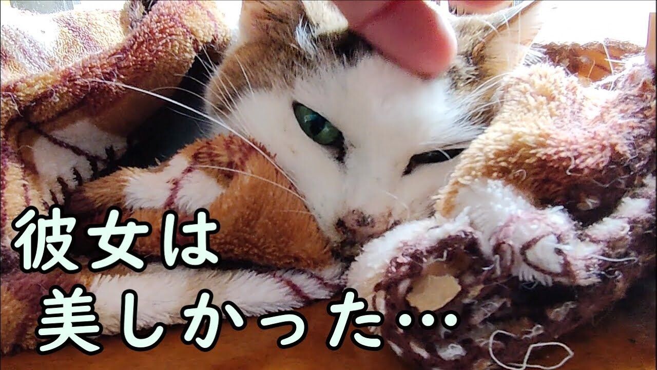 孤高の野良猫が最期に見せた“優しい瞳”――余命宣告から2年生きた“奇跡の