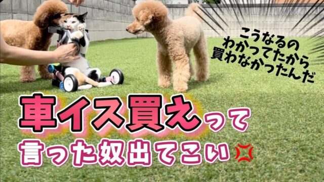 下半身不随の猫が“初めての車椅子”に挑戦――批判コメントを受け止めた飼い主の本音