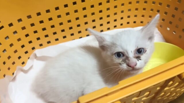 河川敷の茂みで“助けを求めて鳴く子猫”を発見…　約1ヶ月前にも命を保護した家族の”決断”