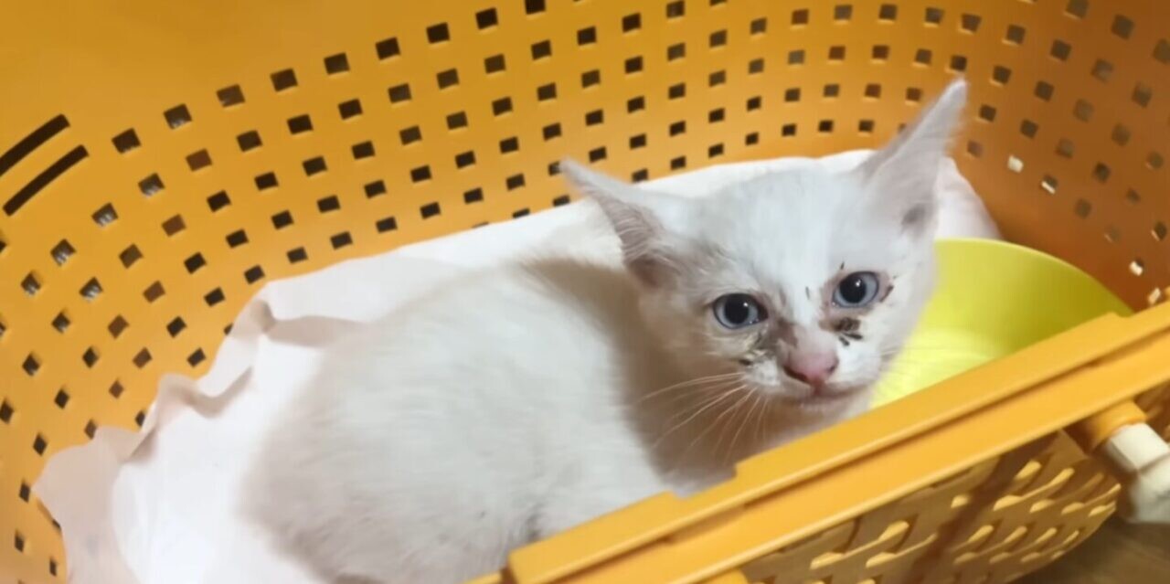 c734c1eb7f4c8c68e61fd7e81cbc7a