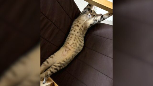 バンザイ寝相で話題!長~く伸びて眠る猫ちゃんの“個性あふれる日常”に笑いと癒しが止まらない バンザイ寝相で話題!長~く伸びて眠る猫ちゃんの“個性あふれる日常”に笑いと癒しが止まらない