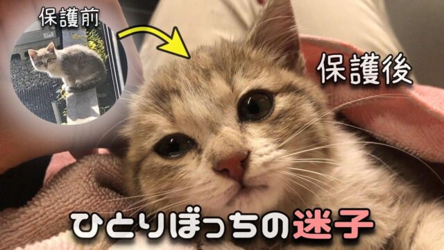 フェンスの向こうに“ひとりぼっちの子猫”が…　警戒心MAXの野良猫を保護するまでの奮闘記