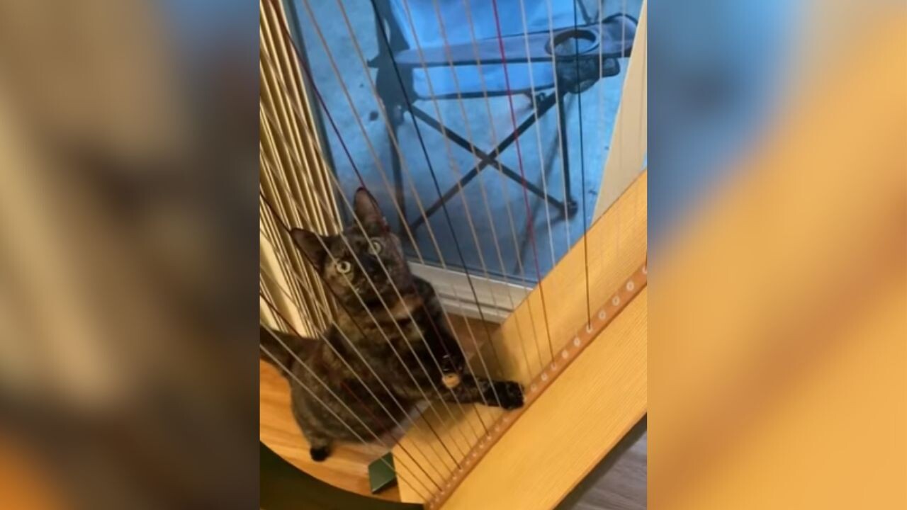 これは芸術的なご飯催促！ ハープを奏でて空腹を伝える猫ちゃんが天才