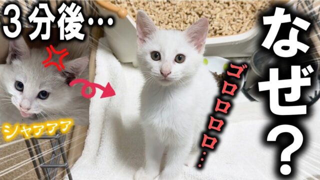 威嚇していた子猫が“3分後”にはデレデレに！保護直後に見せた“急な変化”に仰天