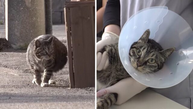 100日以上も尋常でなくお腹が大きい猫を心配した夫妻、真実を知るためにレスキューを依頼！