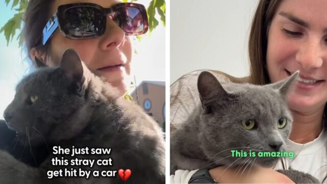 交通事故の目撃という衝撃の出会いから、唯一無二のパートナー猫を得たラッキー飼い主さん