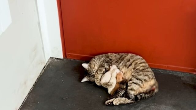 玄関前で6匹の子猫を抱きしめる母猫――バレンタインデーに出会った親子猫を“全員うちの子”に迎えた愛の物語