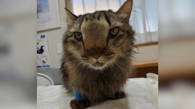 難病「アミロイドーシス」と闘った愛猫――約1ヶ月半の闘病で家族が学んだ“見逃してはいけない異変”