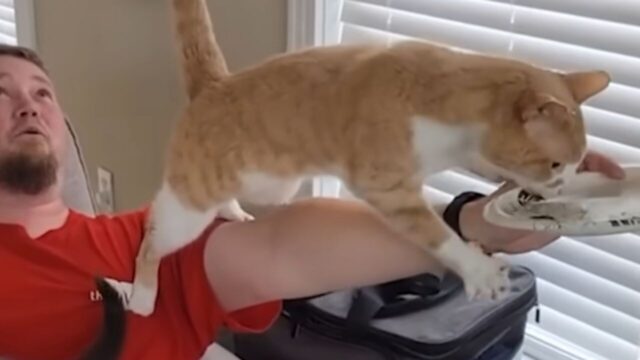 油断したら即強奪！？食べ物を狙う“知能派の猫”と飼い主の終わらない攻防戦