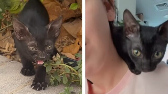 飢えと渇きに苦しみ痩せ細っていた野良猫時代の記憶を数日で忘れたハッピーな保護子猫！