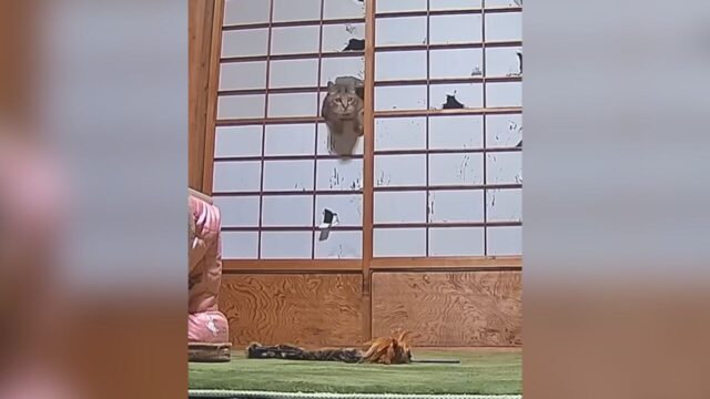 構ってくれないなら障子をリメイク!? 飼い主が大好きすぎる元野良猫の“かわいいおねだり”が話題