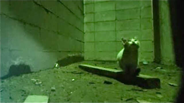 地上から8m下で動けなくなった子猫を救いたい――住民の気づきが生んだ“命の保護ストーリー”