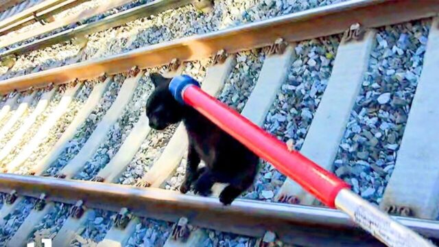 電車が来るまであと6分…線路を走る子猫を救え！手に汗握る緊急レスキューの一部始終