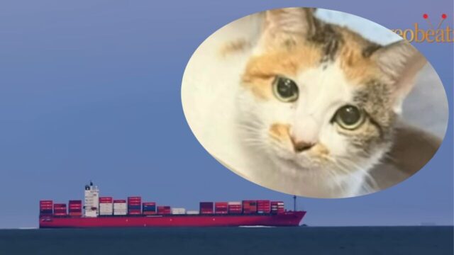 貨物船に乗り込んでしまった子猫は中国からアメリカへ…！国境を越えた飼い主探しが始まる