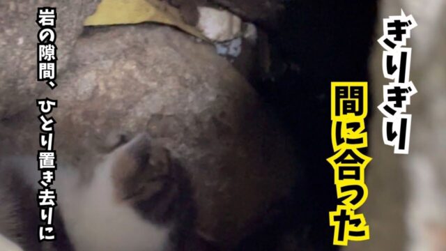 潮が満ちたら、この子の命はなかった―― 岩の隙間で動けなくなった子猫を救った“奇跡の救助劇”