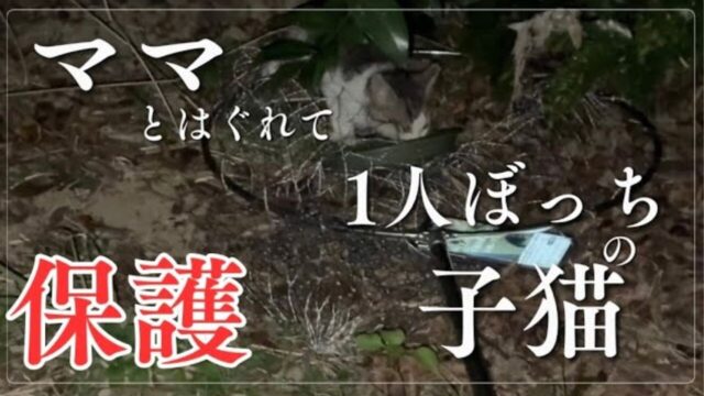 用水路に落ちる寸前だった――母猫とはぐれて泣き叫ぶ子猫を救った”感動の一日”