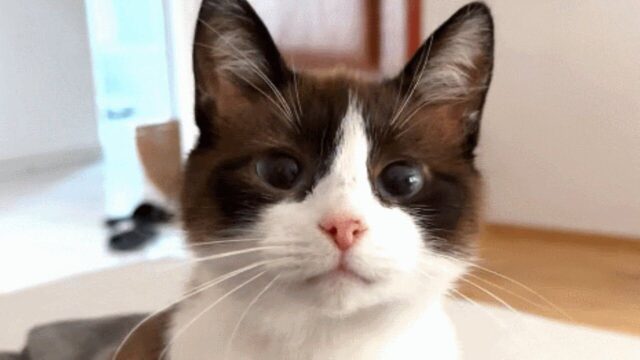 8歳で保護されて半年以上、里親が現れなかったシニア猫――温かい家族と出会って“幸せな家猫”に