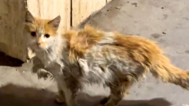 ボロボロの姿で薬局に現れた猫――“助けたい”と手を差し伸べた女性が見た奇跡の回復劇