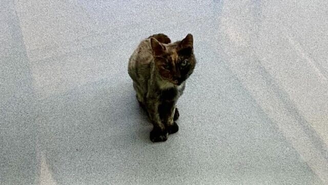 両前足に7本の指がある“多指症”のシニア猫――15歳で出会った飼い主と過ごす“幸せの記録”