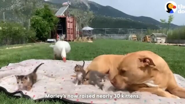 保護猫施設をサポートするのは優しく賢いワンちゃん！子猫たちが懐く頼りになるガード犬！