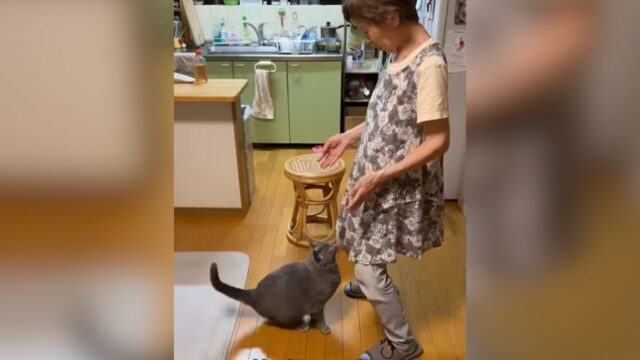 甘えんぼ全開！8.5kgのもふもふ猫が見せる“抱っこのおねだりジャンプ”に胸キュン