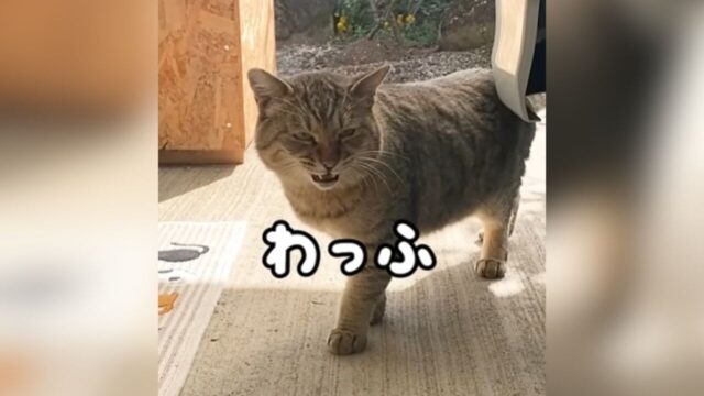 庭に現れた野良猫のギャップが尊い！ソプラノボイスで「わっふ」と鳴く姿が話題に
