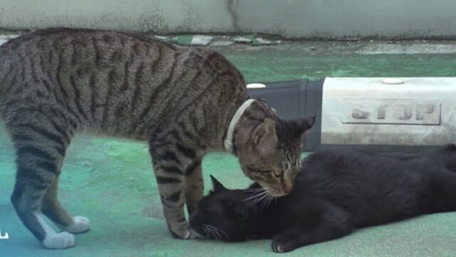 一晩中、庭で鳴きわめく猫の“目的”とは？ 明らかになった”猫の友情”に涙がこぼれる