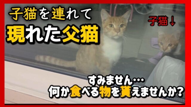 「僕たちを助けてください…」 子猫を連れて保護を求めに来た”父猫の健気な姿”に感動