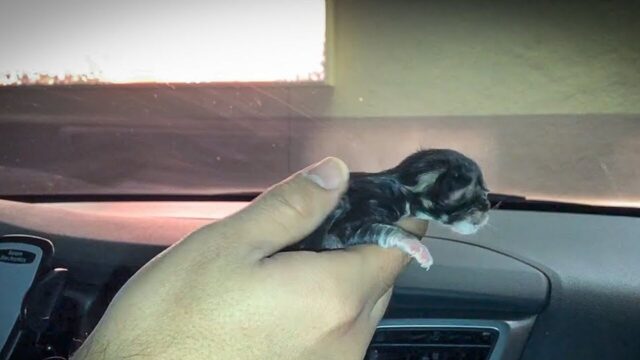 駐車場で凍えていた子猫たちを緊急レスキュー！ 弱々しかった命が“里親のもと”へ旅立つまで