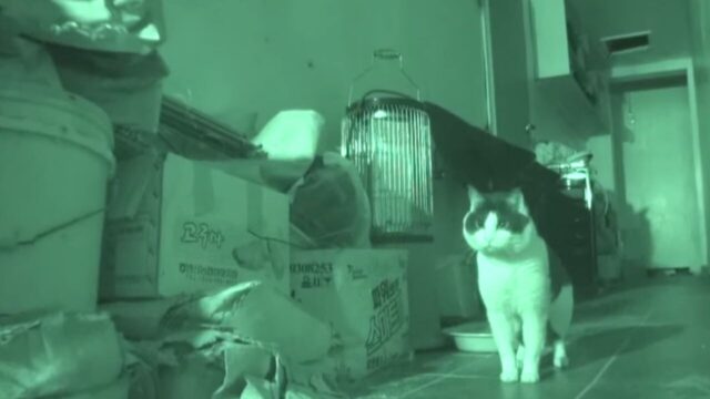 狭い部屋に8年間も閉じこもっていた猫――警戒心の強い成猫を救おうとした“優しい人たち”の奮闘記