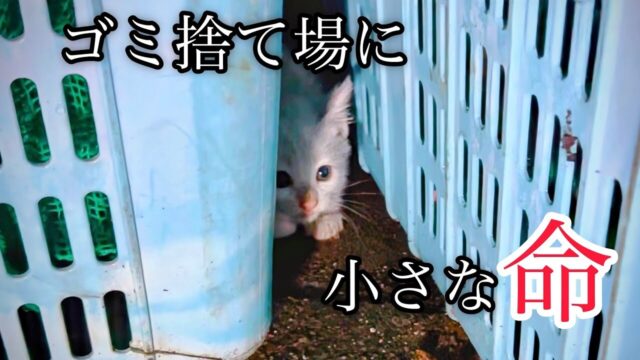 側溝での夜通しの奮闘で保護主さんも子猫も泥だらけ！捨てられた命、今度こそ優しい人へ…