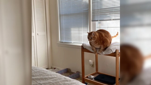 眠気に負けた猫が“ベッドへジャンプ” → まさかの結末に爆笑！ドジかわいい瞬間に悶絶する人続出