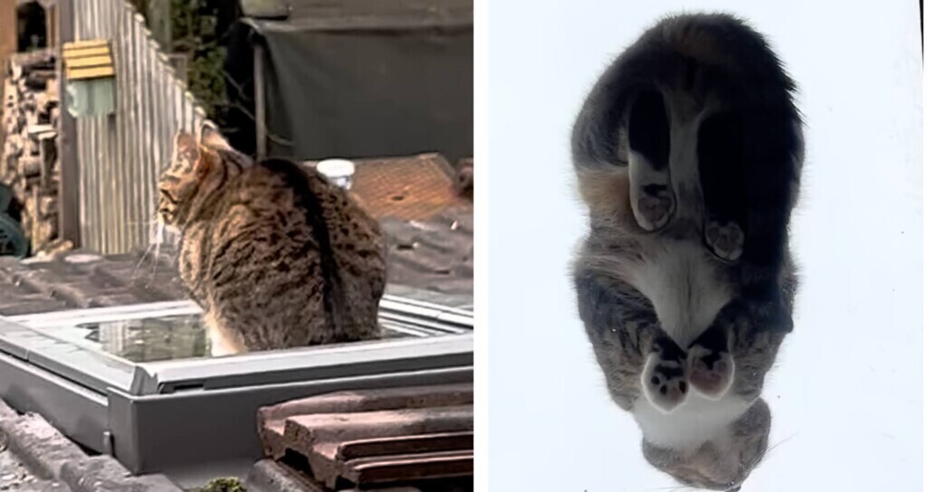 天窓に座る猫を見て大慌てで猛ダッシュ！――理由は“猫好きなら絶対