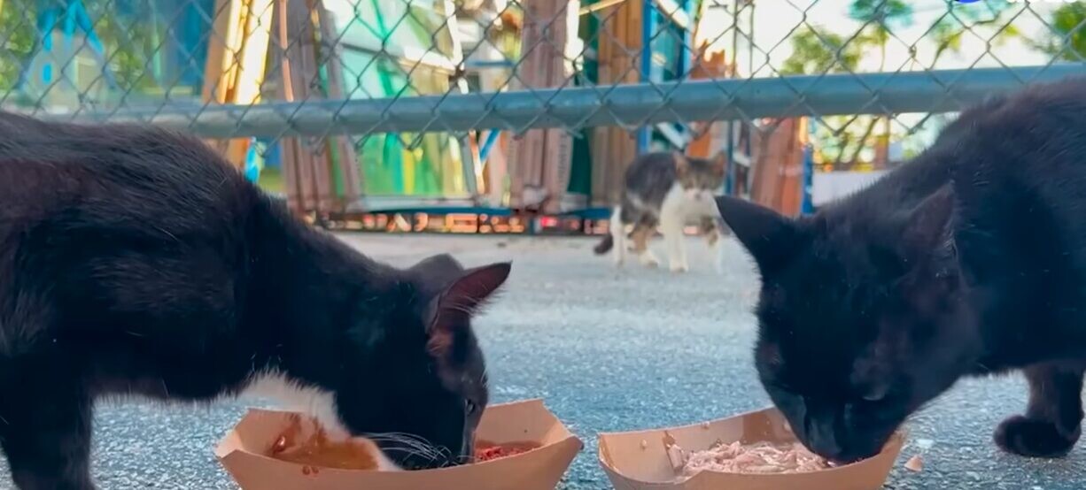 猫