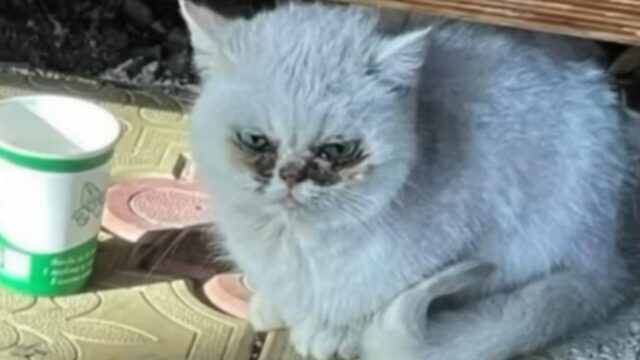 ピザ屋で物乞いしていた元野良猫がSNSで“運命の飼い主”と出会う――手に入れた“幸せな家猫ライフ“に感動