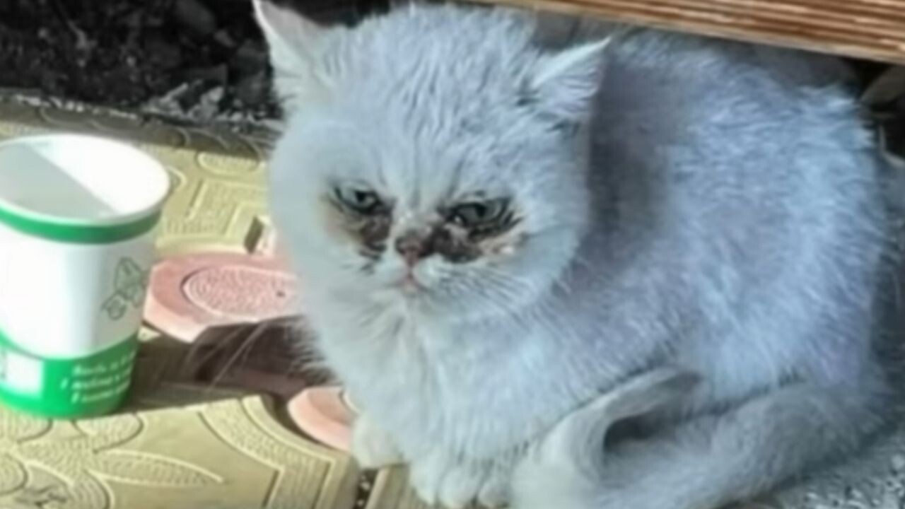 ピザ屋で物乞いしていた元野良猫がSNSで“運命の飼い主”と出会う――手に
