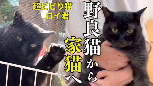 窓から部屋の中を眺める黒猫を保護！“超ビビりの元地域猫”が人間に心を許すまで