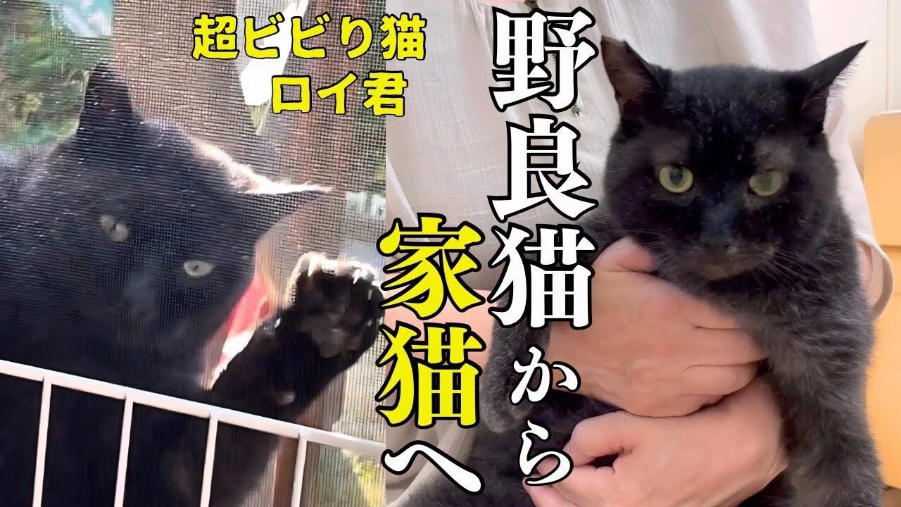 窓から部屋の中を眺める黒猫を保護！“超ビビりの元地域猫”が人間に心を