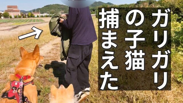 生後５ヶ月で体重はたった1kg――愛犬の散歩中に出会った“幼猫の命”を救った日