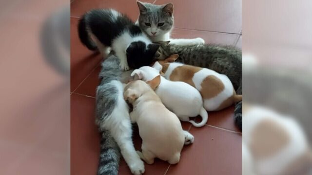 自分の子じゃなくても愛を注ぐ――子犬たちに授乳をする“母猫の優しさ”に涙